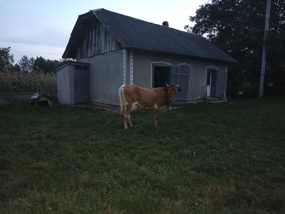 Продаємо корову.