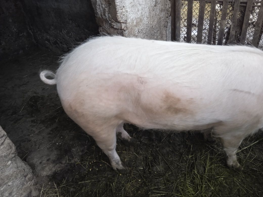 Продам домашню свиню