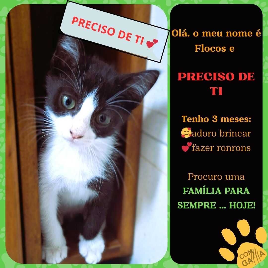 Gatinhos para adoção