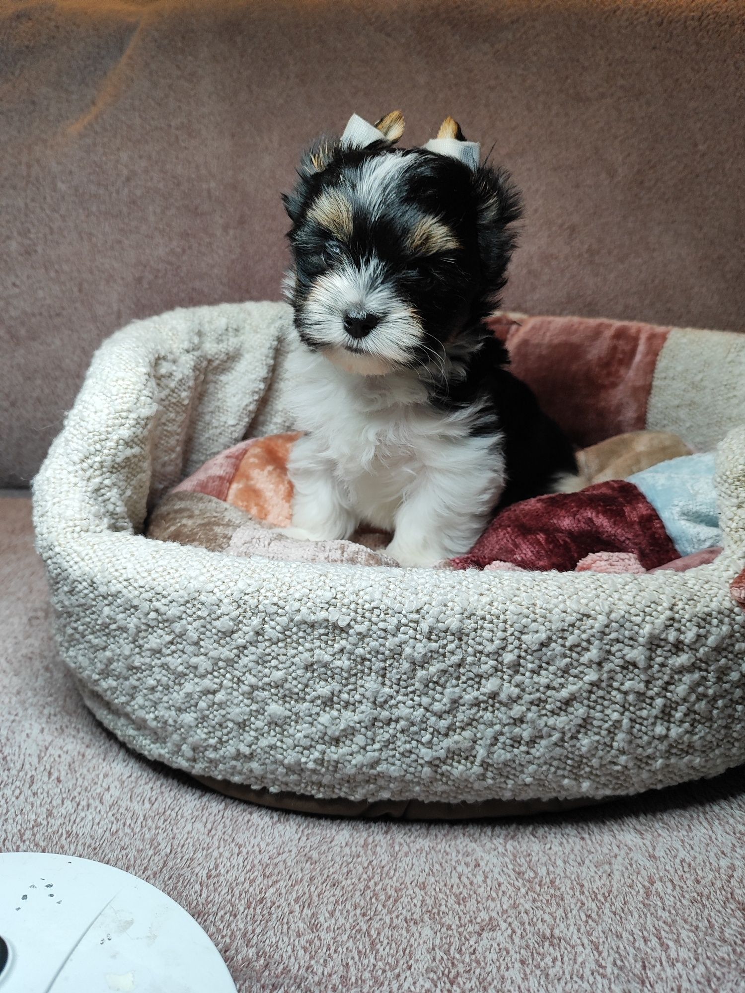Yorkshire terrier biewer piesek