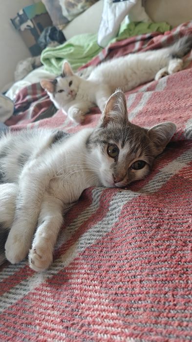 Продаються кошенята