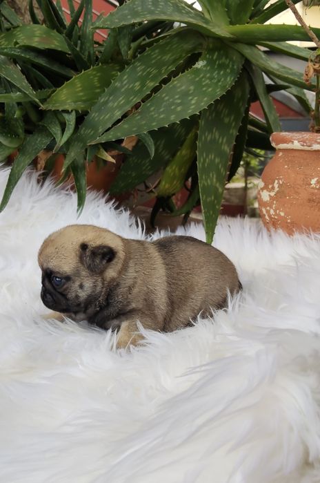 Pug Carlin com Lop