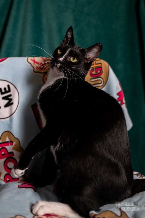 Śmiechawka - nieśmiała kocia pingwinka szuka domu