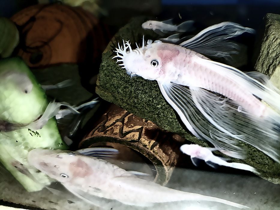 Сомик анциструс L 144 (  вуалевый )