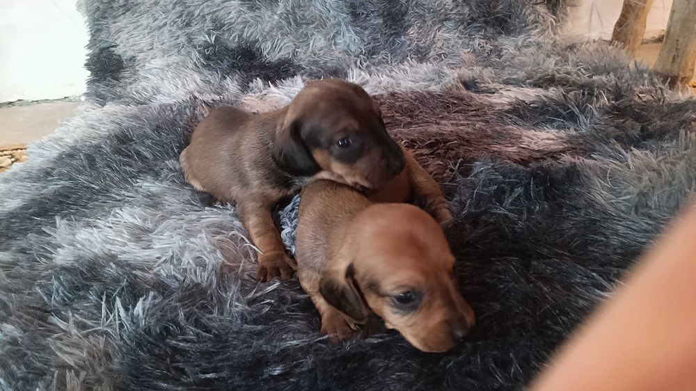 Продам цуценят такси