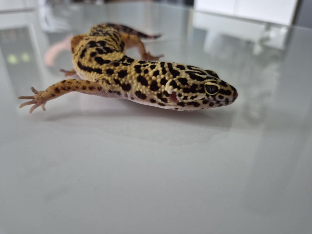 Eublefar lamparci ( gekon lamparci ) samiczka