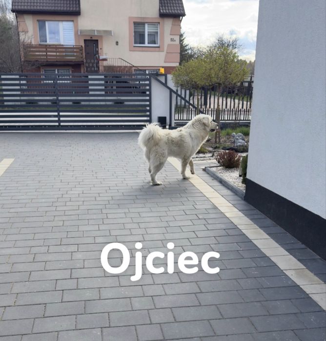 Pies owczarek podhalanski, podhalan, szczeniak