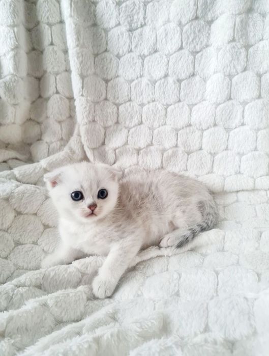 Срібна шиншила, серебристая шиншилла вислоухий мальчик  шотландский