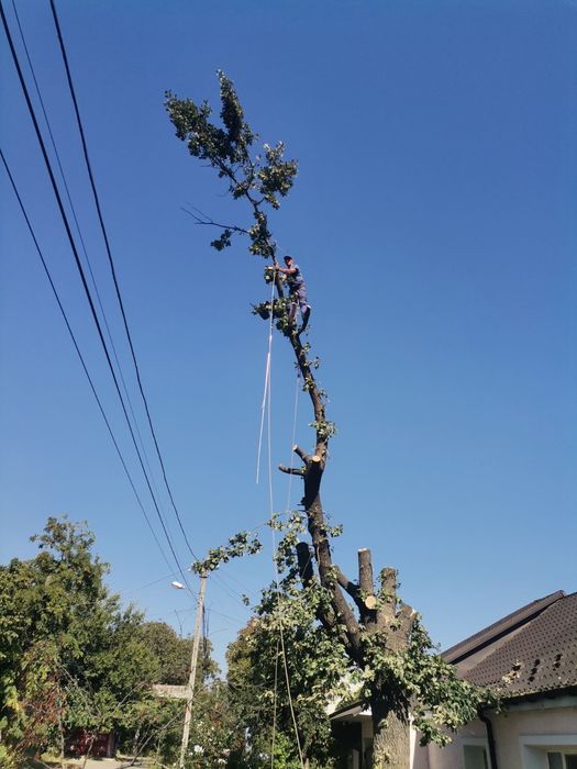 Спил,культивация,покос,вывоз