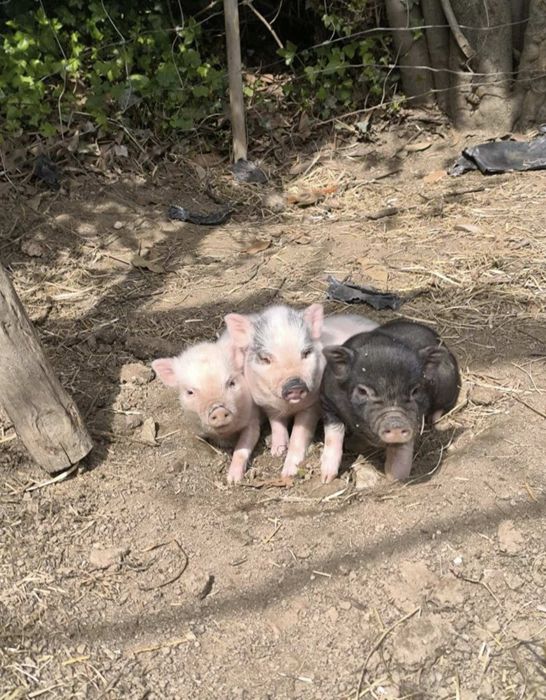Porquinhos vietnamitas