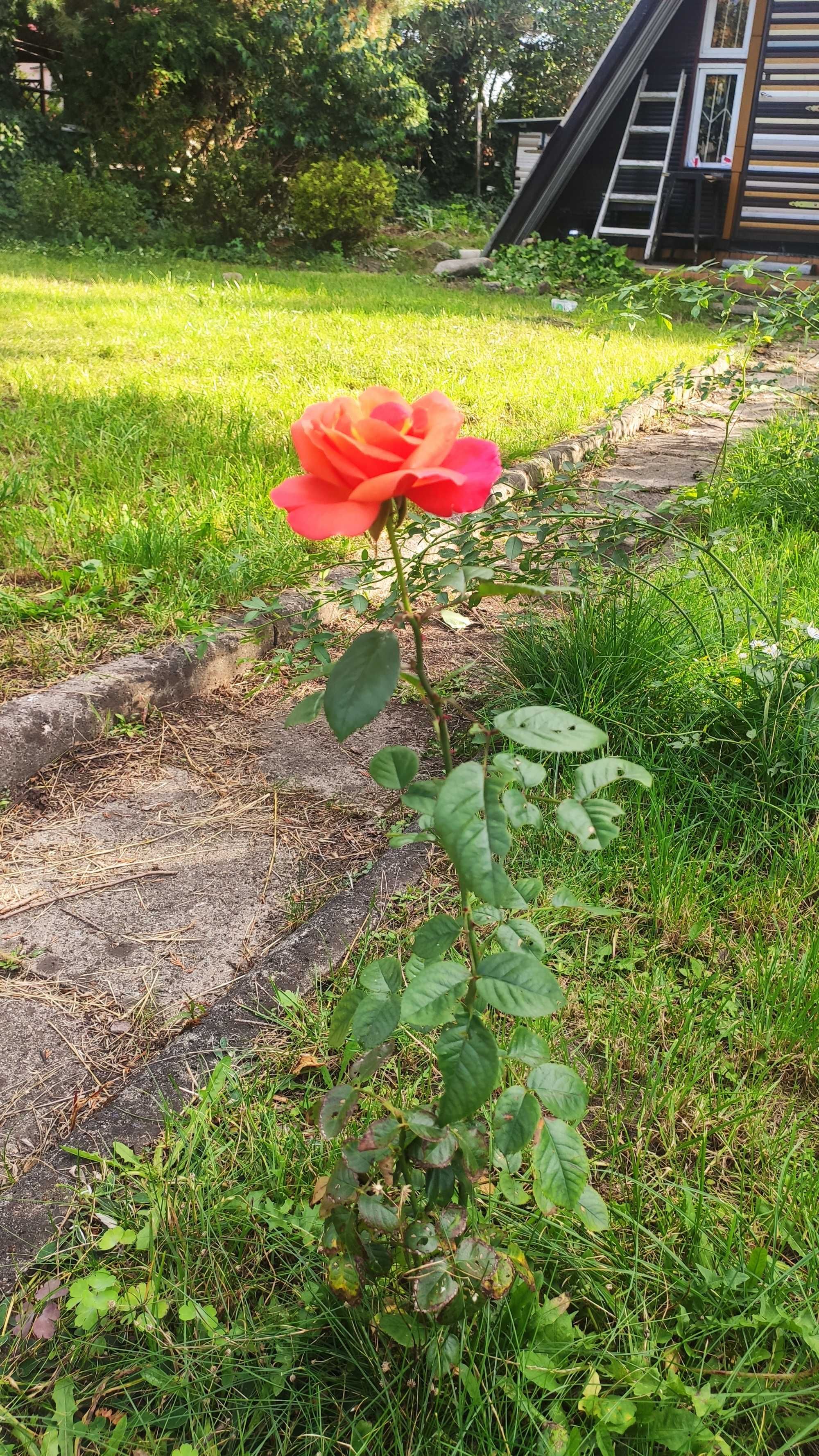 Działka ROD Aster przy ulicy Pustynnej, Nowe Rokicie, 367m2