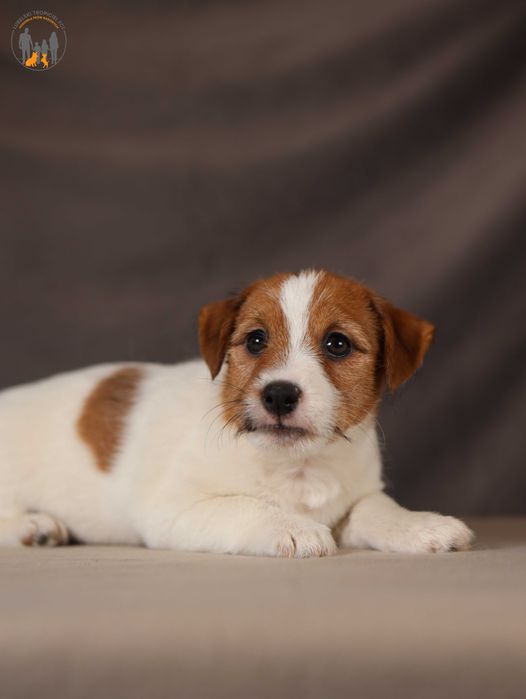 Jack Russell Terrier ZKwP FCI piękna suczka po CH.,PL