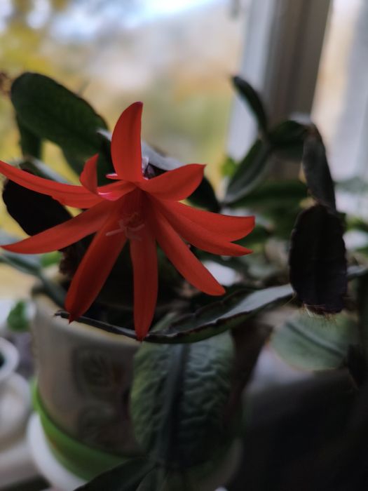 Рипсалідопсиси, лісовий кактус, великодній кактус