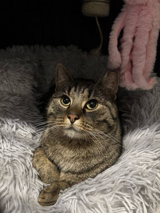 Piekny roczny bury kocurek