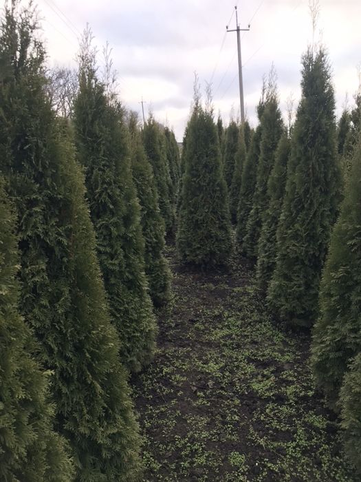 Туя Західна Смарагд1.70 -1.80.Супер!