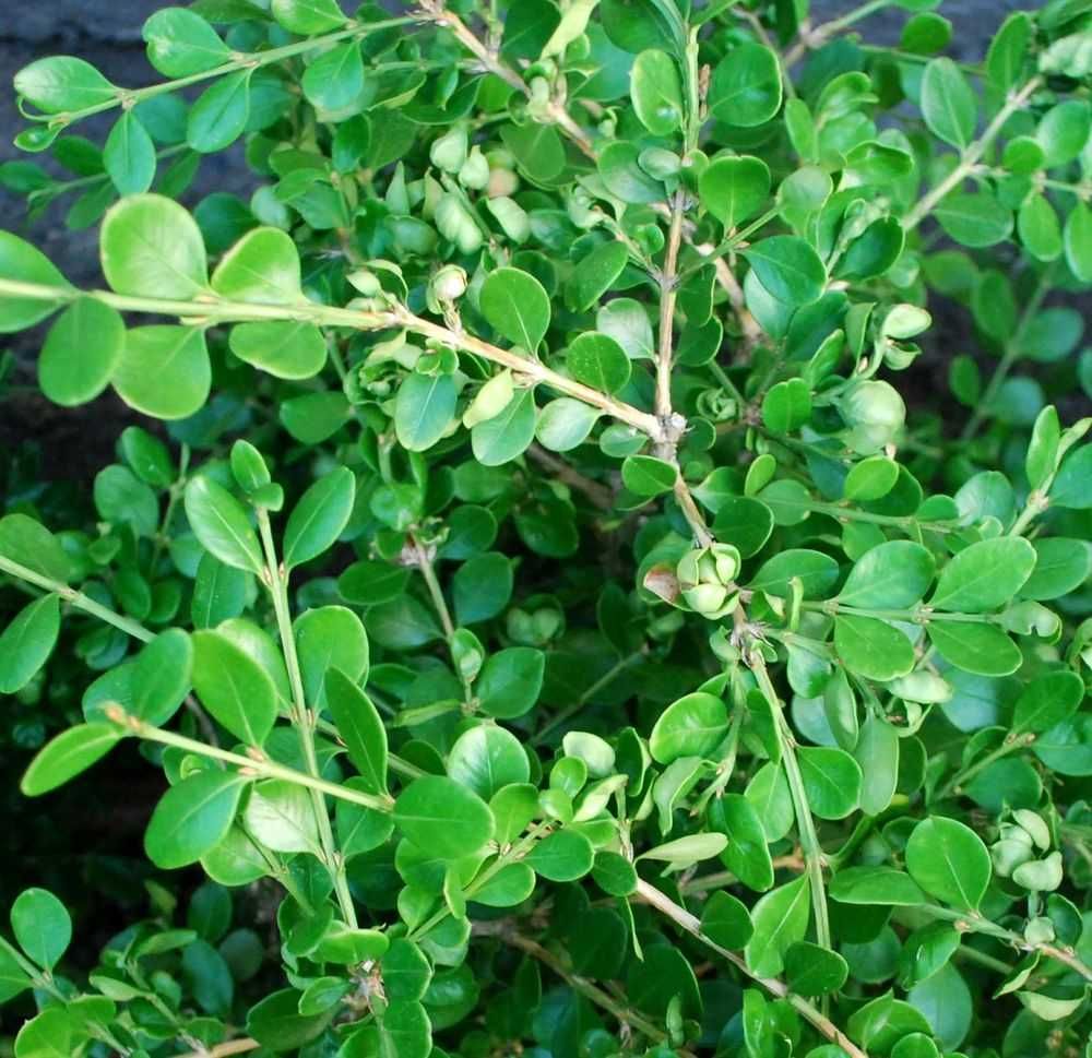 Bukszpan drobnolistny 'Coronuil' microphylla 041