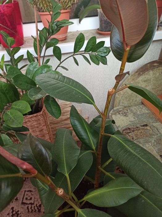 Фікус широколистий