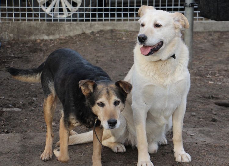 Maja i Pepe dwa kochane pieski do adopcji