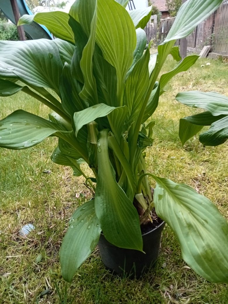 Hosta funkia z własnego ogrodu odmiana wysoka