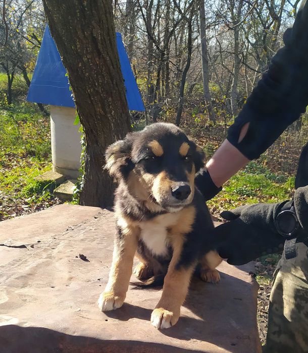 Собачки у пошуках родини. Безкоштовно.
