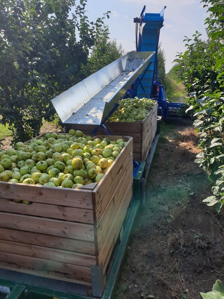 Kombajn do zbioru jabłek przemysłowych. Marka AP100,nowy na zamówienie