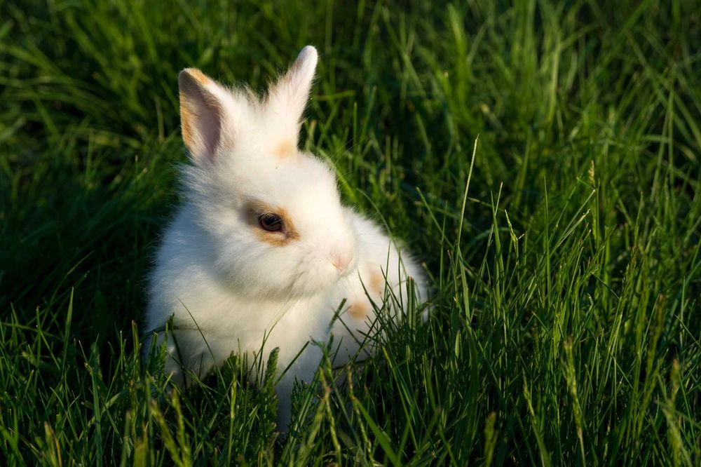 króliki lewki - miniaturki lwie
