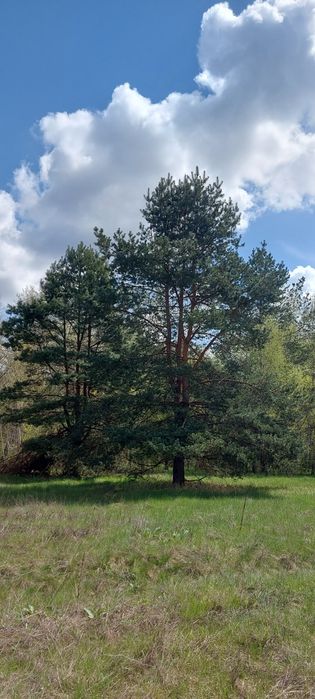 Продам власну садову ділянку