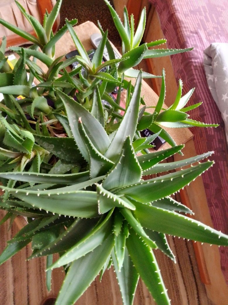 Aloes roślina doniczkowa 80zl