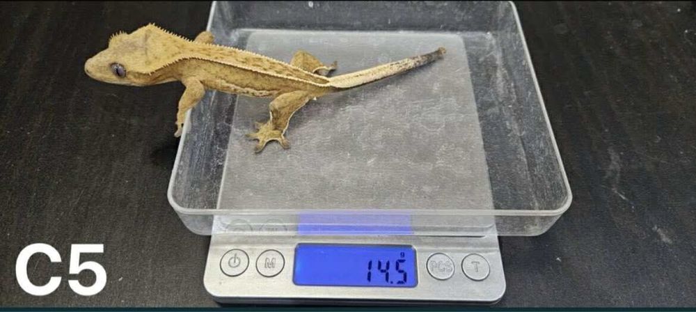 Samce Gekona orzesionego