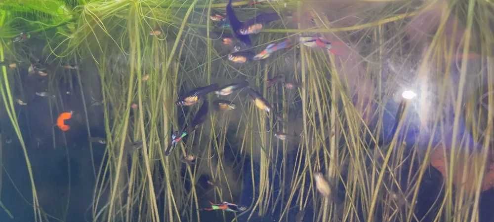 Guppys Juvenis e adulltos
