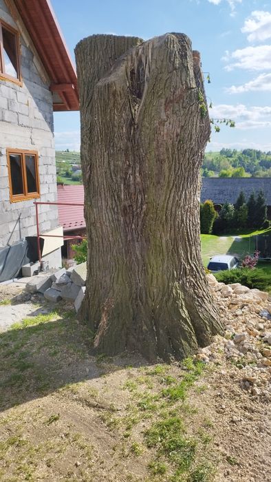 Sprzedam drzewo lipowe