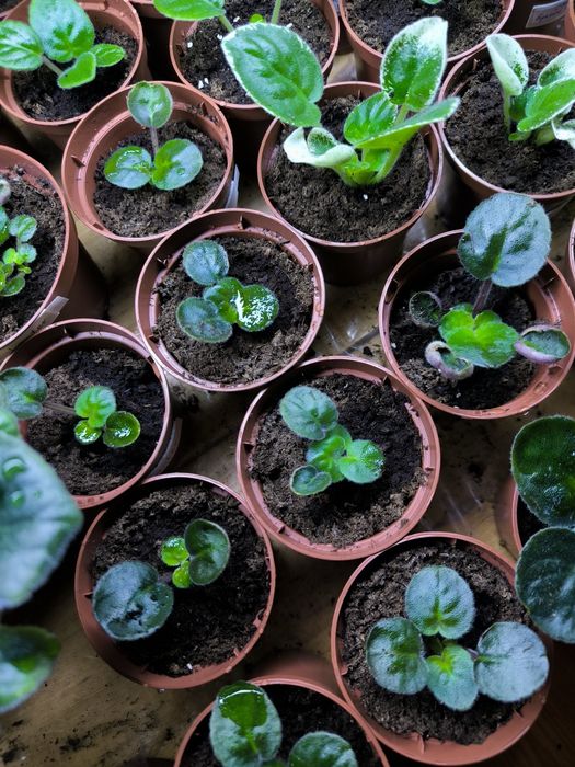 Дітки фіалок (мікс сортів). Також є листочки для вкорінення.