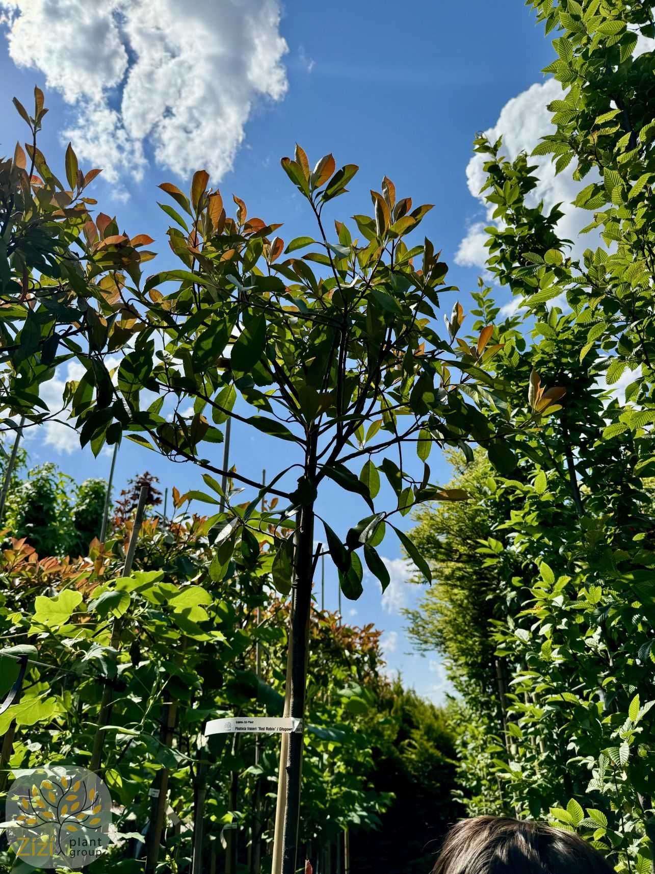 Photinia fraseri Red Robin, Głogownik Frasera, pień 180cm
