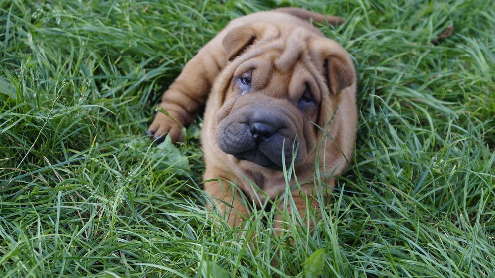 Eter Shar pei, szczenięta,  rudy samiec z rodowodem,rodzice import FCI