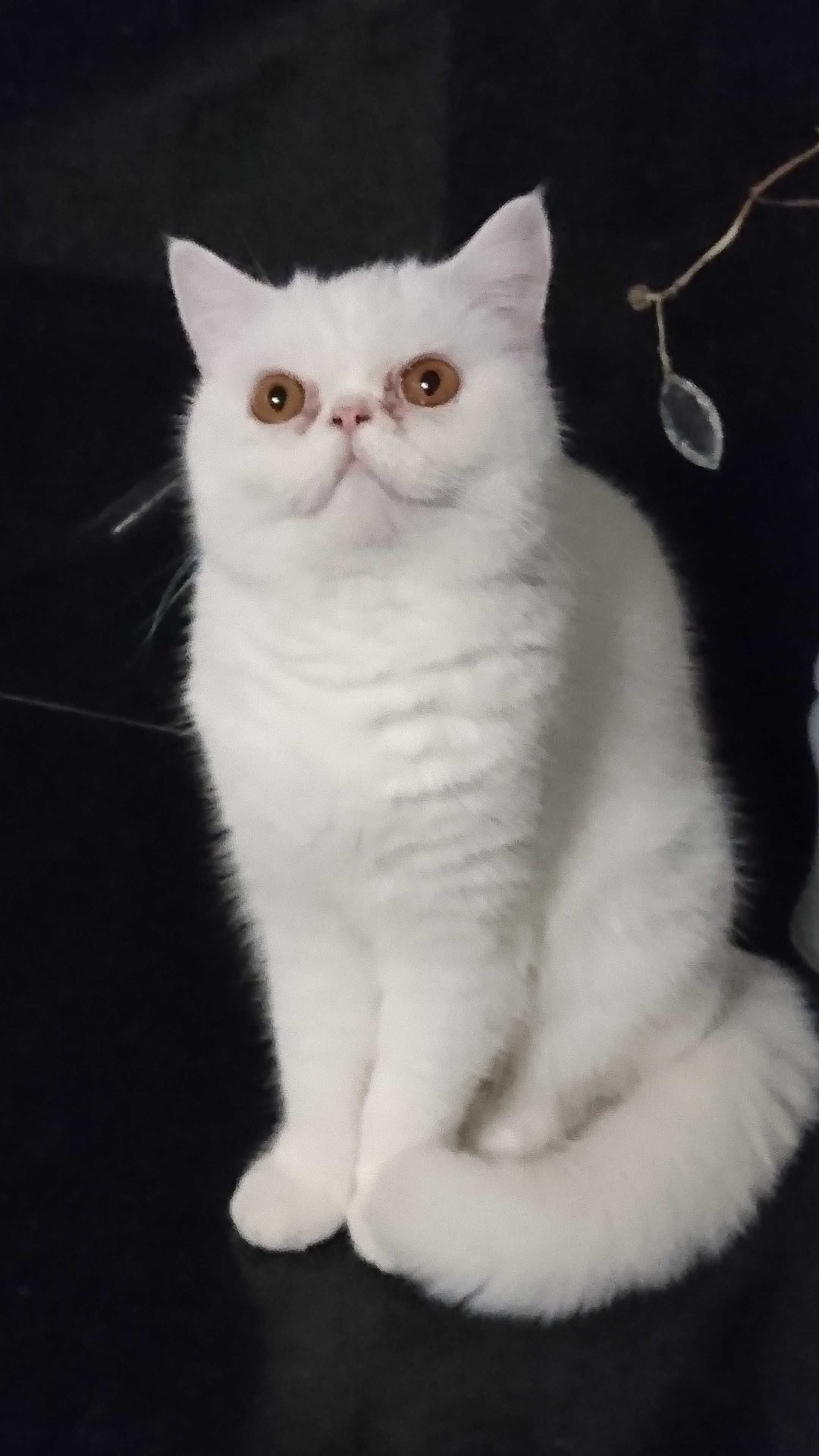 Gatinho Persa Branco