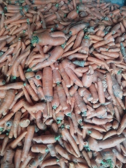 Marchew dla zwierząt płukana