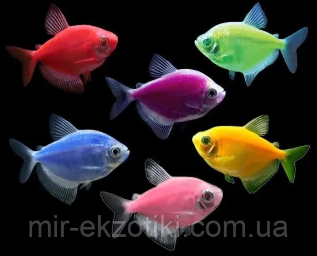 Рибки Glofish даніо тернеція барбус