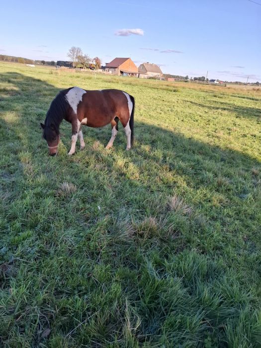 Klacz huculska premiera
