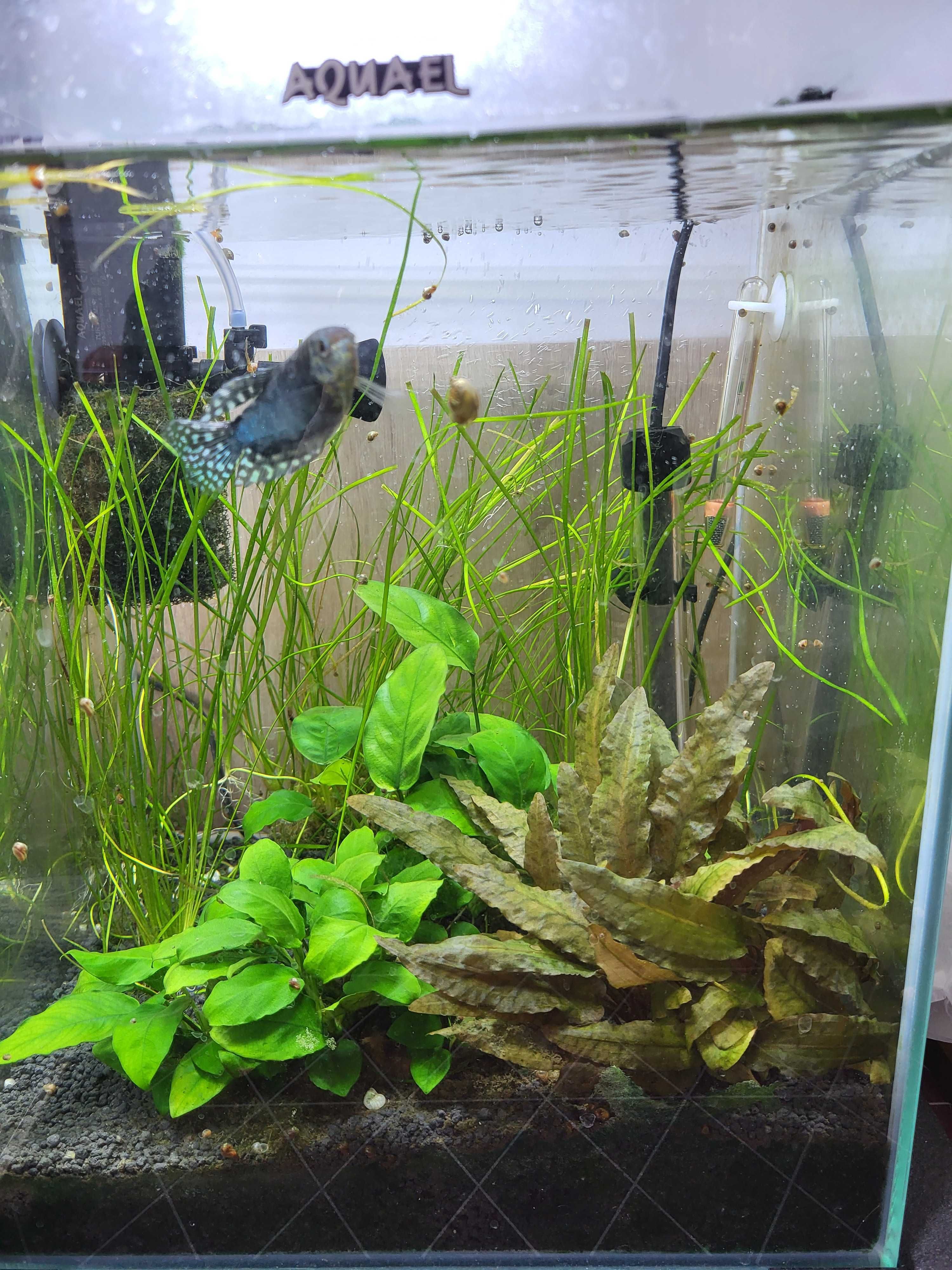 Oddam samca gurami