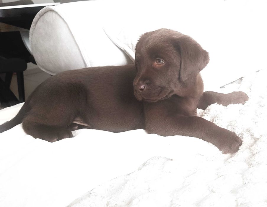 Labrador Retriever - suczka czekoladowa- do odbioru -rodowód ZKwP