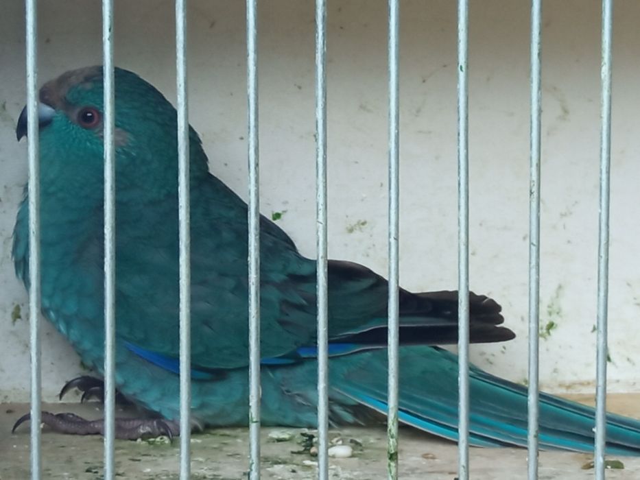 Młode Nimfy zeszłoroczne