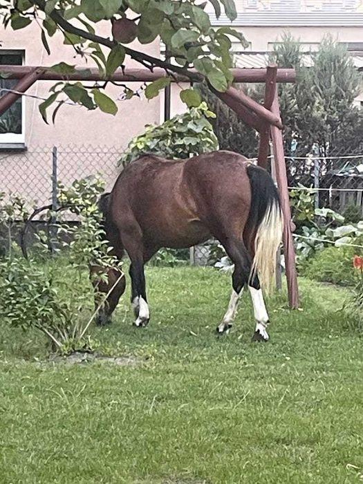 Urodziwa klaczka, super charakter !
