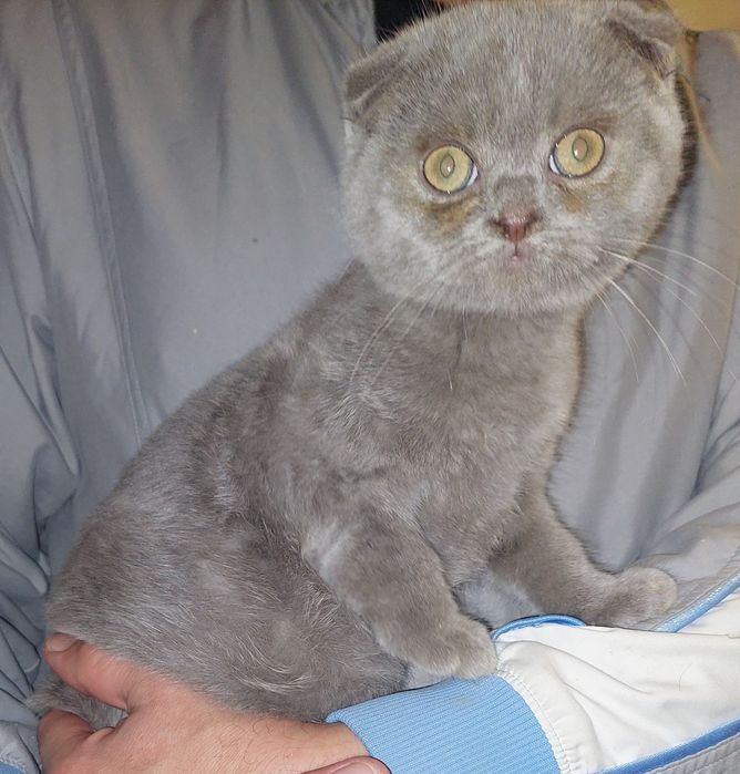 Шотландский вислоухий котёнок Мальчик. Харьков!