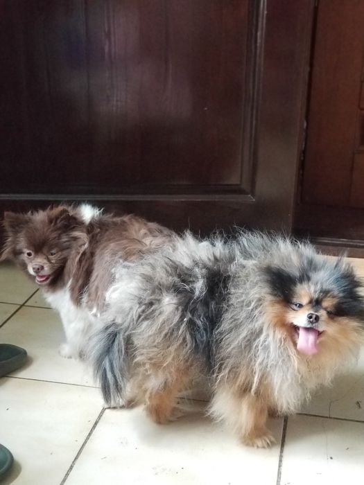 Вязка!Померанский шпиц мальчик