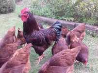 Rhode Island Red: jaja lęgowe od karmazyna