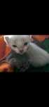 Gatinhas bebés para adoção.(Reservadas)