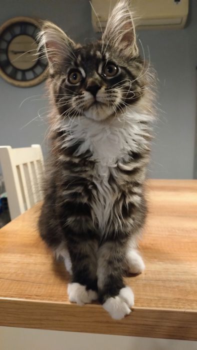 Diuna piękna dziewczyna do hodowli