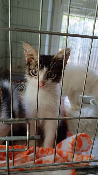 Кошенята з фронту, Мона і Ліза , 5 місяців взяти в родину