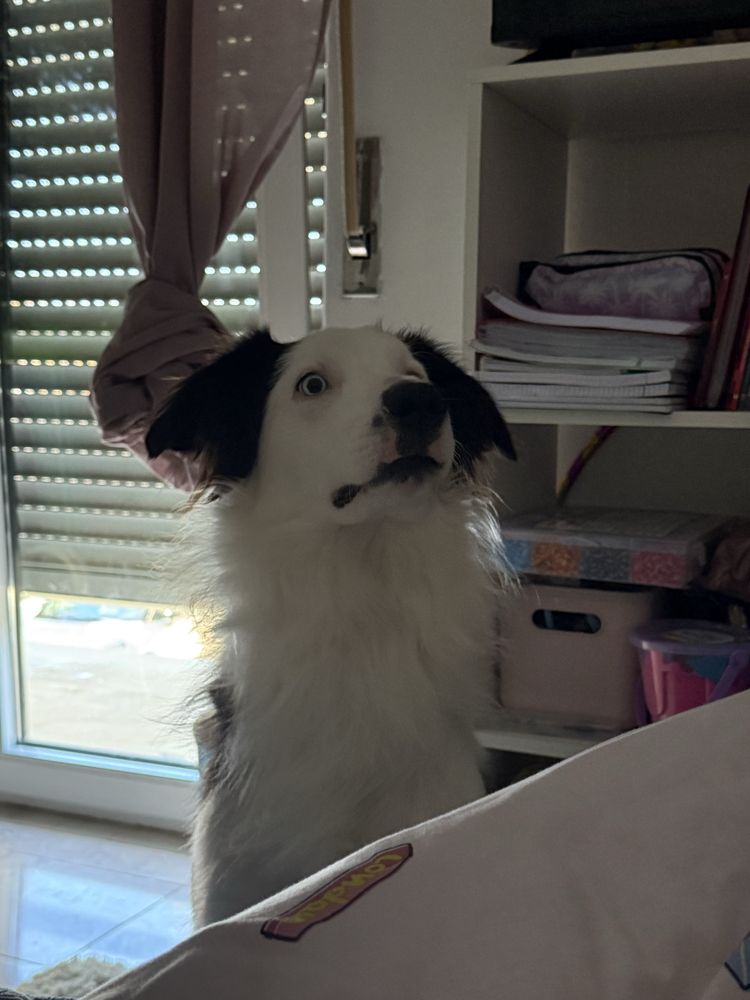 Damos border collie jovem