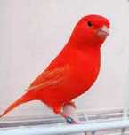 Corante vermelho para aves - CANTAXANTINA 10% BASF